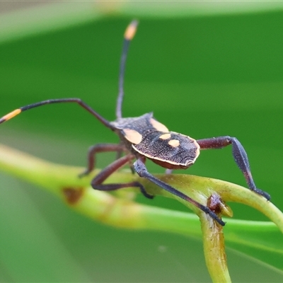Mictis profana (Crusader Bug) at Wodonga, VIC - 17 May 2025 by KylieWaldon