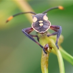 Mictis profana at Wodonga, VIC - 17 May 2025 12:47 PM