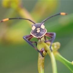 Mictis profana at Wodonga, VIC - 17 May 2025 12:47 PM