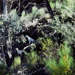 Capra hircus (Wild Goat) at Grenfell, NSW - 20 Oct 1979 by MichaelBedingfield