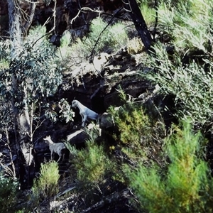 Capra hircus (Wild Goat) at Grenfell, NSW - 20 Oct 1979 by MichaelBedingfield