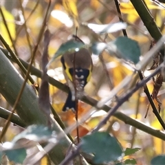 Carduelis carduelis (European Goldfinch) at Wodonga, VIC - 17 May 2025 by KylieWaldon
