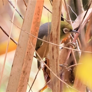 Zosterops lateralis at Wodonga, VIC - Yesterday by KylieWaldon