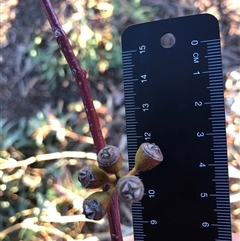 Eucalyptus dwyeri (Dwyer's Red Gum) at Crowther, NSW - 17 May 2025 by Frecko