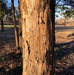 Eucalyptus dwyeri at Crowther, NSW - 17 May 2025 04:19 PM