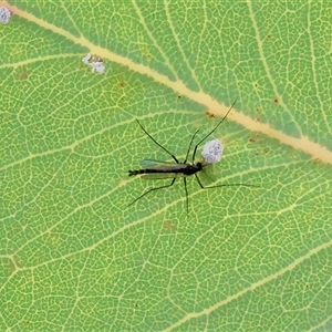 Unverified Crane fly, midge, mosquito or gnat (several families) at Wodonga, VIC - Yesterday by KylieWaldon