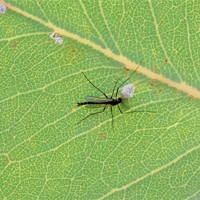 Unverified Crane fly, midge, mosquito or gnat (several families) at Wodonga, VIC - 17 May 2025 by KylieWaldon