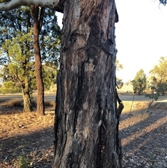 Eucalyptus dwyeri (Dwyer's Red Gum) at Crowther, NSW - 17 May 2025 by Frecko