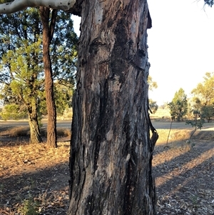Eucalyptus dwyeri at Ghan, NT - Yesterday by Frecko