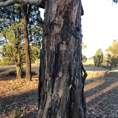 Eucalyptus dwyeri (Dwyer's Red Gum) at Crowther, NSW - 17 May 2025 by Frecko