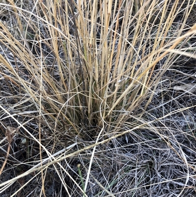 Sporobolus creber (Slender Rat's Tail Grass) at Crowther, NSW - 17 May 2025 by Frecko