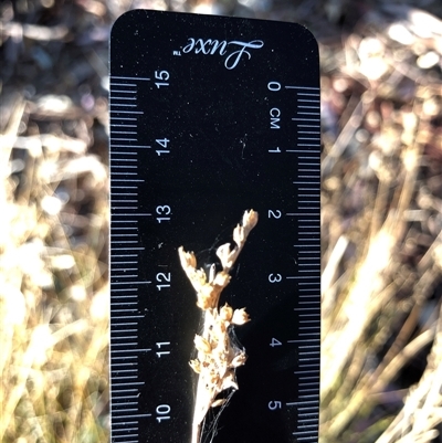 Juncus subsecundus (Finger Rush) at Crowther, NSW - 17 May 2025 by Frecko