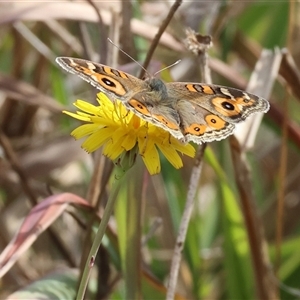 Junonia villida at Wodonga, VIC - Yesterday by KylieWaldon