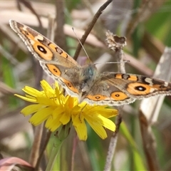 Junonia villida at Wodonga, VIC - 17 May 2025 12:54 PM