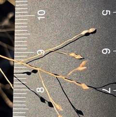 Panicum effusum (Hairy Panic Grass) at Crowther, NSW - 17 May 2025 by Frecko