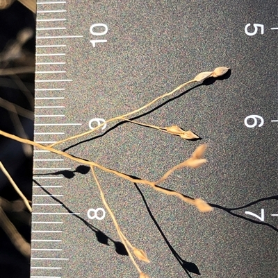 Panicum effusum (Hairy Panic Grass) at Crowther, NSW - 17 May 2025 by Frecko