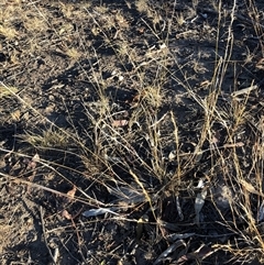 Aristida ramosa at Crowther, NSW - 17 May 2025 by Frecko