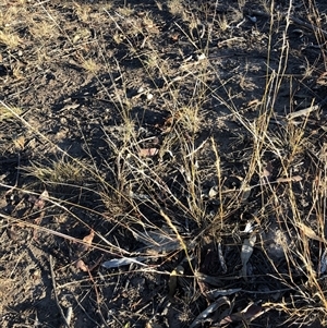 Aristida ramosa at Crowther, NSW - Yesterday by Frecko