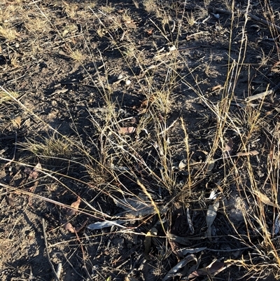 Aristida ramosa at Crowther, NSW - 17 May 2025 by Frecko