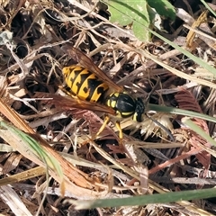 Vespula germanica (German Yellowjacket Wasp (also known as European Wasp)) at Wodonga, VIC - 17 May 2025 by KylieWaldon