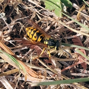 Vespula germanica at Wodonga, VIC - Yesterday by KylieWaldon