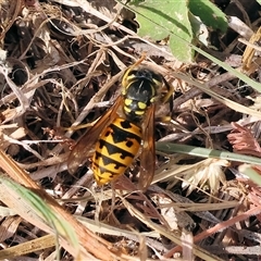 Vespula germanica at Wodonga, VIC - 17 May 2025 12:39 PM