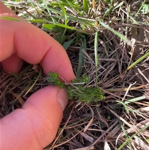 Unverified Plant at Mount Clear, ACT - 12 May 2025 by JamesVandersteen
