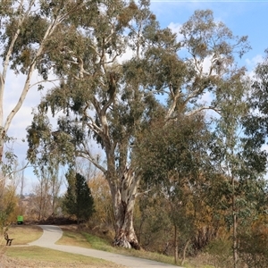 Unverified Gum Tree at Wodonga, VIC - Yesterday by KylieWaldon