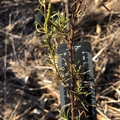 Xerochrysum viscosum (Sticky Everlasting) at Crowther, NSW - 17 May 2025 by Frecko