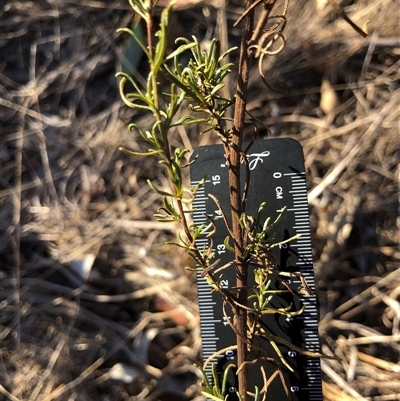 Xerochrysum viscosum (Sticky Everlasting) at Crowther, NSW - 17 May 2025 by Frecko