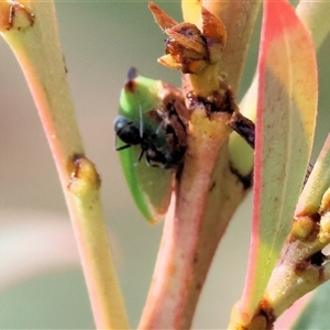 Sextius virescens at Wodonga, VIC - Yesterday by KylieWaldon