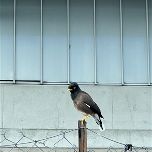 Acridotheres tristis at Fyshwick, ACT - Today by JimL