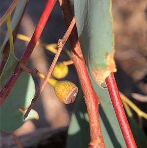 Eucalyptus dives at Crowther, NSW - Yesterday by Frecko