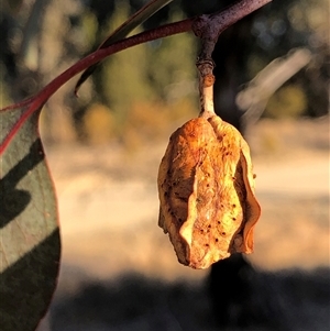 Unverified Insect at Crowther, NSW - Yesterday by Frecko