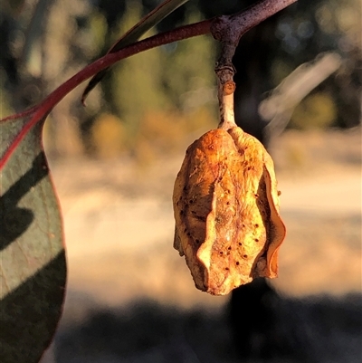 Unverified Insect at Crowther, NSW - Yesterday by Frecko
