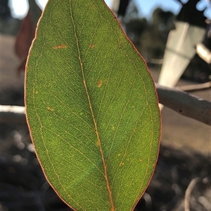 Eucalyptus blakelyi at Crowther, NSW - Yesterday by Frecko