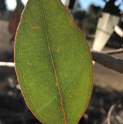Eucalyptus blakelyi (Blakely's Red Gum) at Crowther, NSW - 17 May 2025 by Frecko