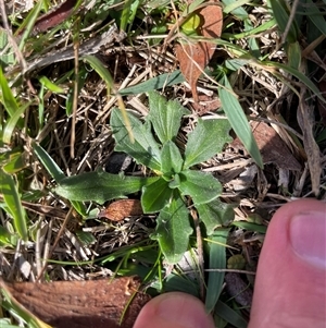 Plantago varia at Mount Clear, ACT - 12 May 2025 by JamesVandersteen