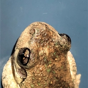 Litoria peronii at Ghan, NT - 16 May 2025 by Frecko