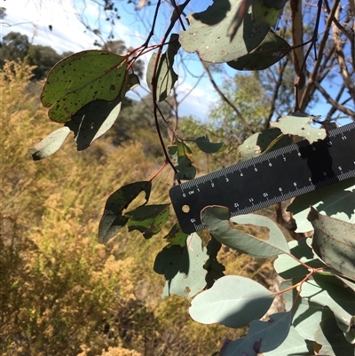 Eucalyptus polyanthemos (Red Box) at Crowther, NSW - Yesterday by Frecko