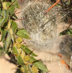 Unverified Insect at Crowther, NSW - Today by Frecko