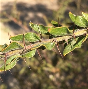 Acacia paradoxa at Crowther, NSW - Today by Frecko