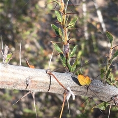 Acacia paradoxa at Crowther, NSW - 18 May 2025 11:22 AM