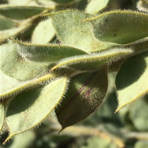 Acacia cultriformis at Crowther, NSW - Today by Frecko