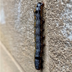 Spodoptera picta (Lily Caterpillar) at The Rocks, NSW - Yesterday by SteveBorkowskis
