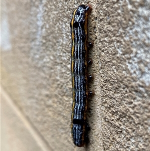 Unverified Moth (Lepidoptera) at The Rocks, NSW - Today by SteveBorkowskis