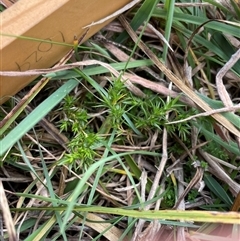Stellaria pungens (Prickly Starwort) at Mount Clear, ACT - 12 May 2025 by JamesVandersteen