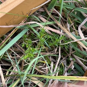Stellaria pungens at Mount Clear, ACT - 12 May 2025 by JamesVandersteen