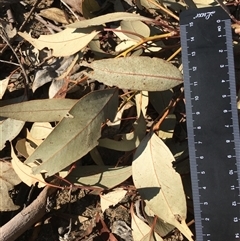 Eucalyptus sp. (A Gum Tree) at Crowther, NSW - Yesterday by Frecko