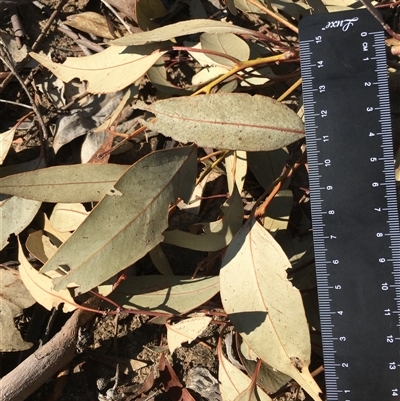 Eucalyptus sp. (A Gum Tree) at Crowther, NSW - Yesterday by Frecko